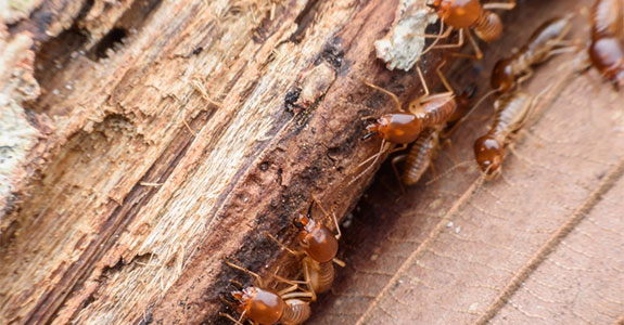 Termite Control